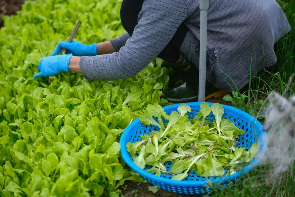 Vườn rau của Trần Thanh Hùng